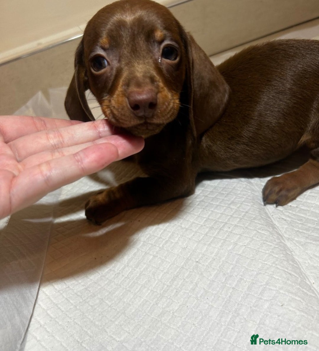Miniature Dachshund dogs for sale: Miniature dachshund puppys - Image 5