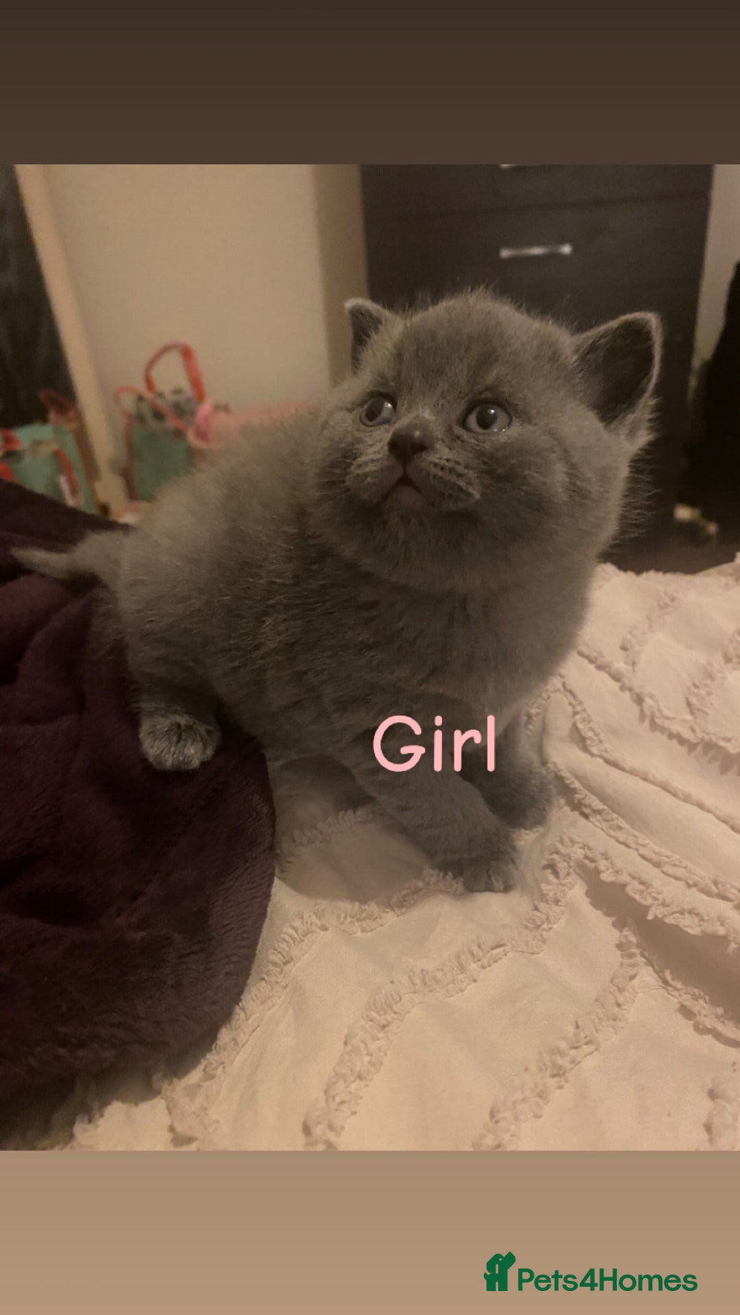 British Shorthair cats for sale: British blue shorthaired kittens  - Advert 13