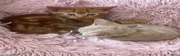 Mixed Breed cats for sale: 3 purrfect ginger girls looking 4 their forever  - Advert 12