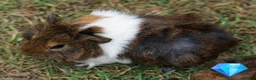Guinea Pig rodents for sale: Beautiful funky guinea pigs - Advert 30