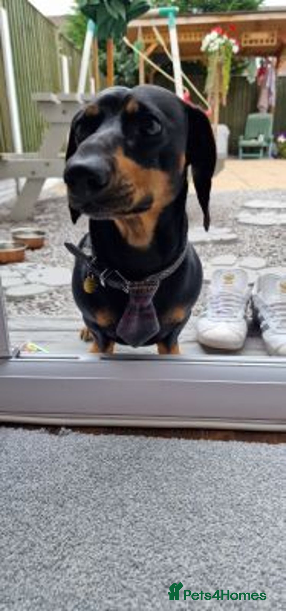 Labrador Retriever dogs for sale: Female Labrador retriever dog - Advert 3