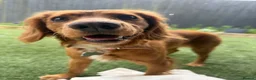 Cocker Spaniel dogs for sale: Red cocker spaniel - Advert 2