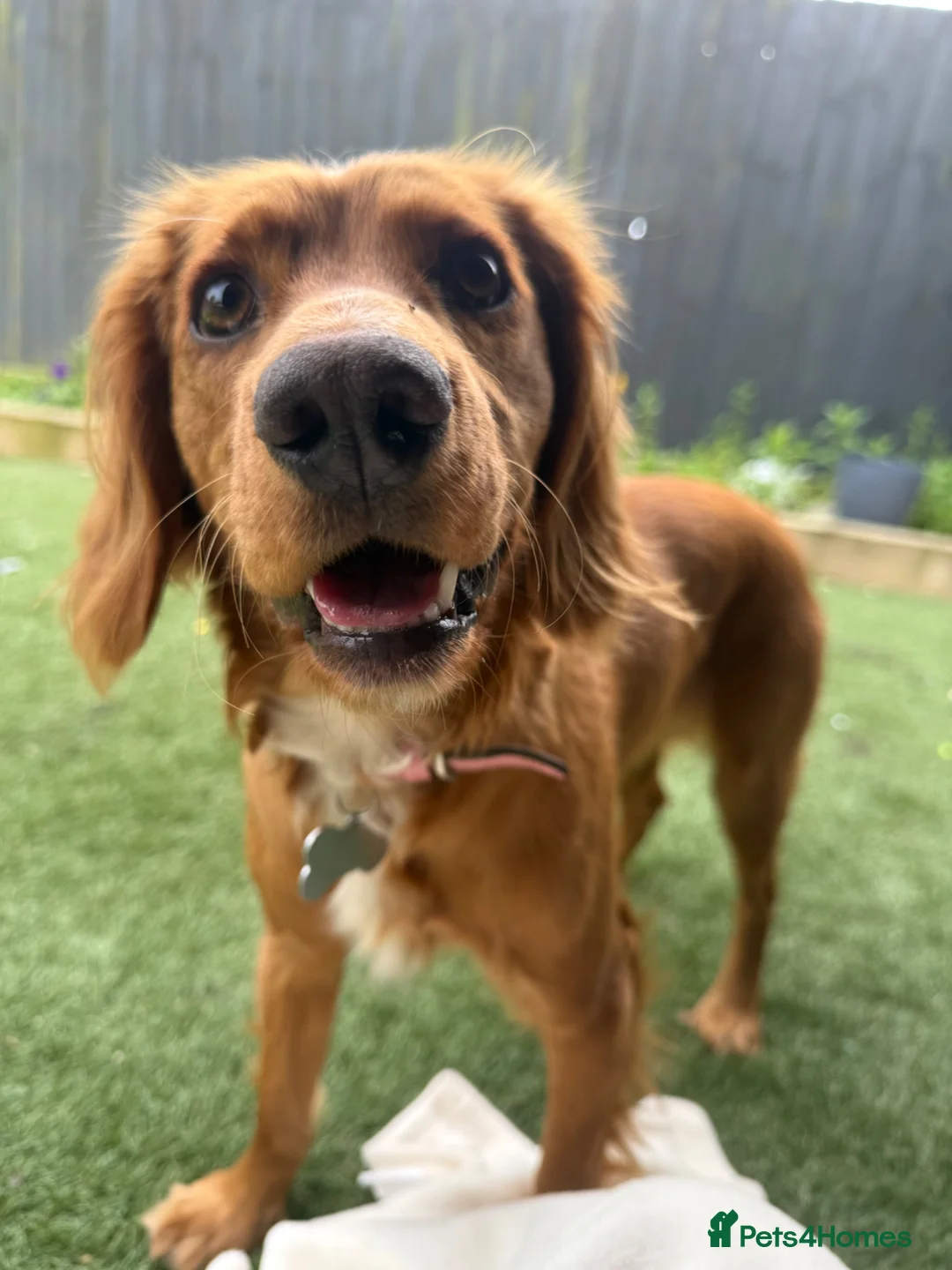 Cocker Spaniel dogs for sale: Red cocker spaniel - Advert 2
