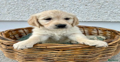 Golden Retriever dogs - Advert 2