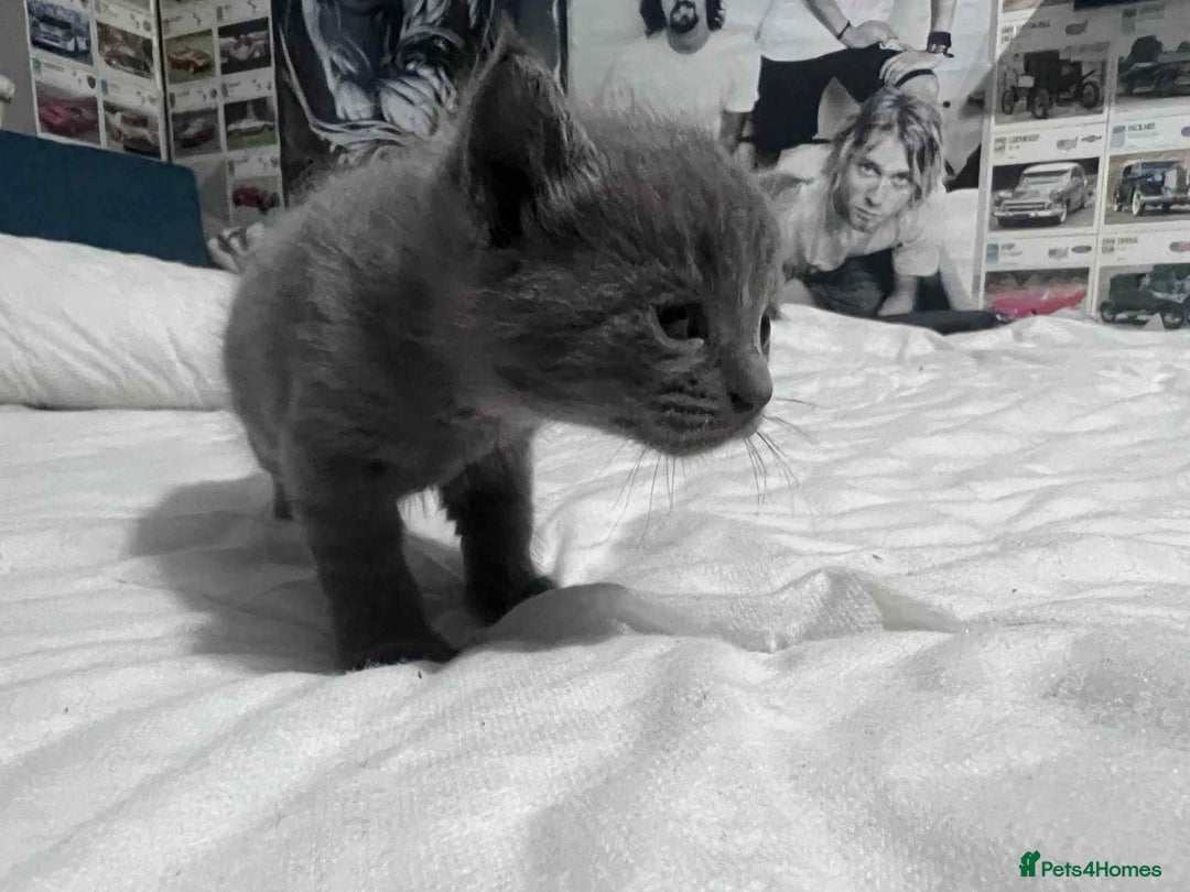 Mixed Breed cats for sale: Kittens for sale - Image 6