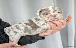 English Bulldog dogs for sale: English Bulldog Puppies  - Advert 36