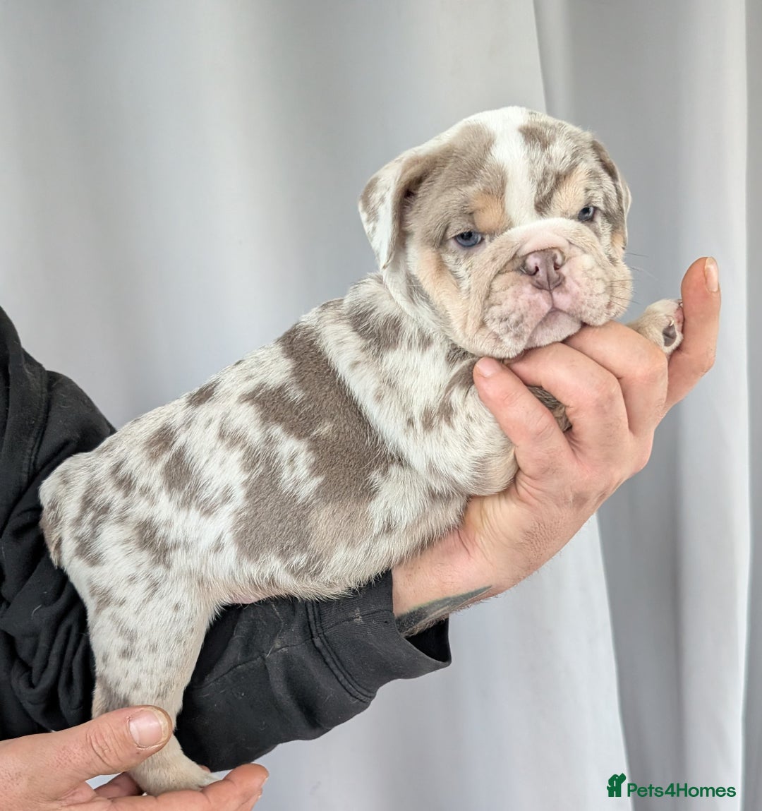 English Bulldog dogs for sale: English Bulldog Puppies  - Advert 36