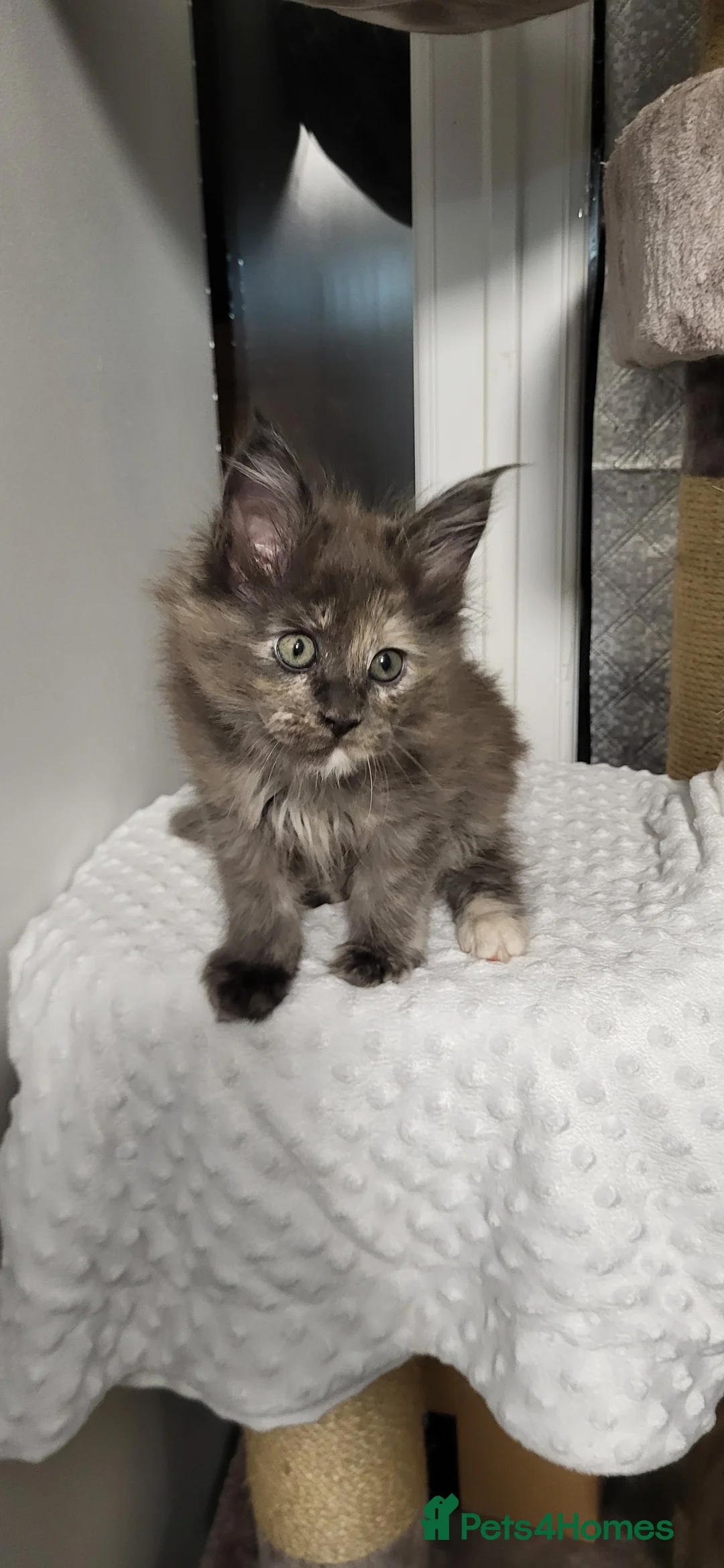 Maine Coon cats for sale: GCCF - Maine Coon Kittens - Advert 24