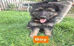 German Shepherd dogs for sale: German Shepherd puppies  - Image 3