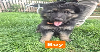 German Shepherd dogs - Advert 5