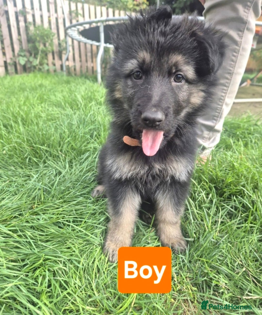 German Shepherd dogs for sale: German Shepherd puppies  - Image 3
