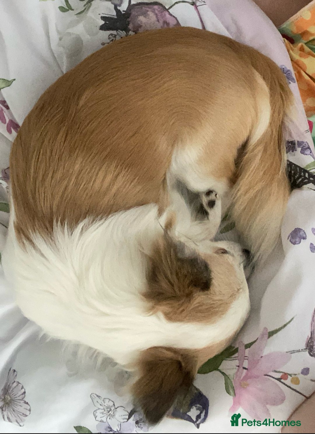 Chihuahua dogs for stud: Long haired chihuahua for stud  - Image 5