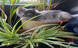 Persian cats for sale: Brother and sister around 18 months old - Image 6