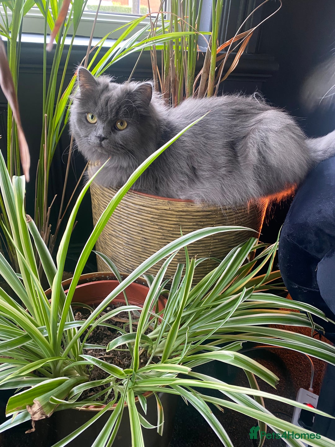 Persian cats for sale: Brother and sister around 18 months old - Image 6