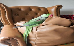 Parakeets birds for sale: Echo the alexandrine  - Image 7