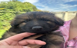 German Shepherd dogs for sale: German shepherd  - Image 25