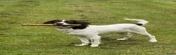 Sproodle dogs for sale: Sproodle 8 months old in Stoke-on-Trent - Advert 2