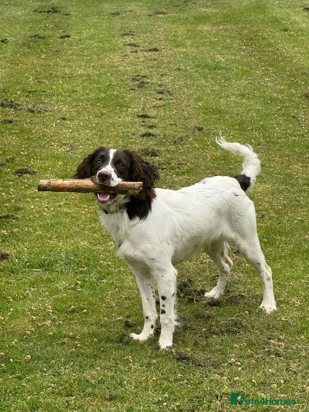 Sproodle dogs for sale: Sproodle 8 months old in Stoke-on-Trent - Advert 2