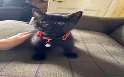 Mixed Breed cats for sale: 3 black British short haired x ragdoll kittens - Image 27