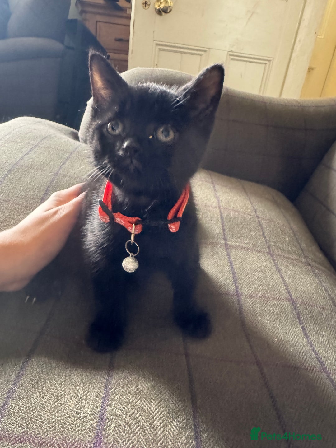 Mixed Breed cats for sale: 3 black British short haired x ragdoll kittens - Image 27
