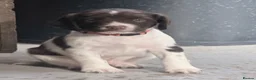 English Springer Spaniel dogs for sale: Beautiful Springer Spaniel Puppies - Advert 20