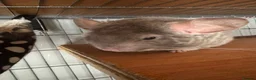 Chinchilla rodents for sale: Cute Male Chinchilla Looking For His Forever Home - Advert 2
