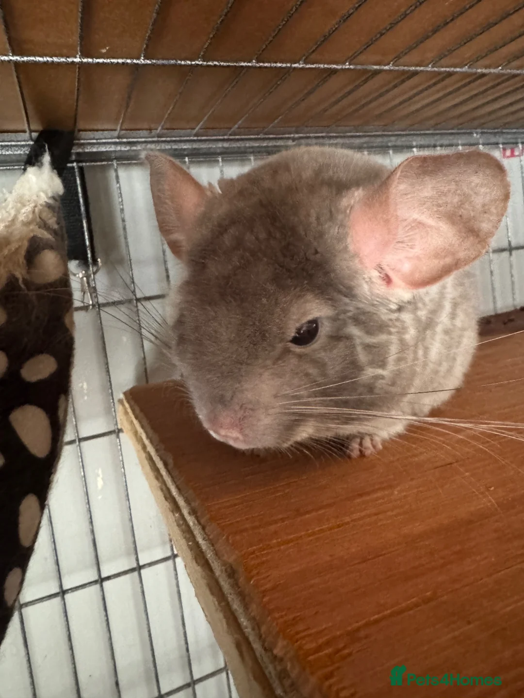 Chinchilla rodents for sale: Cute Male Chinchilla Looking For His Forever Home - Advert 2