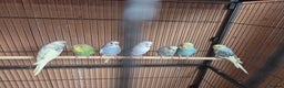 Budgerigars birds for sale:  budgies for sale - Advert 8