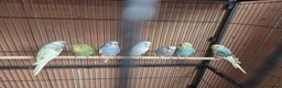 Budgerigars birds for sale:  budgies for sale - Advert 19
