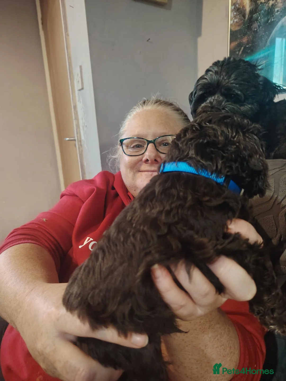 Cockapoo dogs for sale: Mr blue - Advert 4