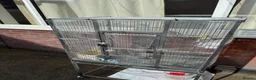 Cockatiels birds for sale: Bonded Pair of Cockatiels (Male & Female) - Advert 9