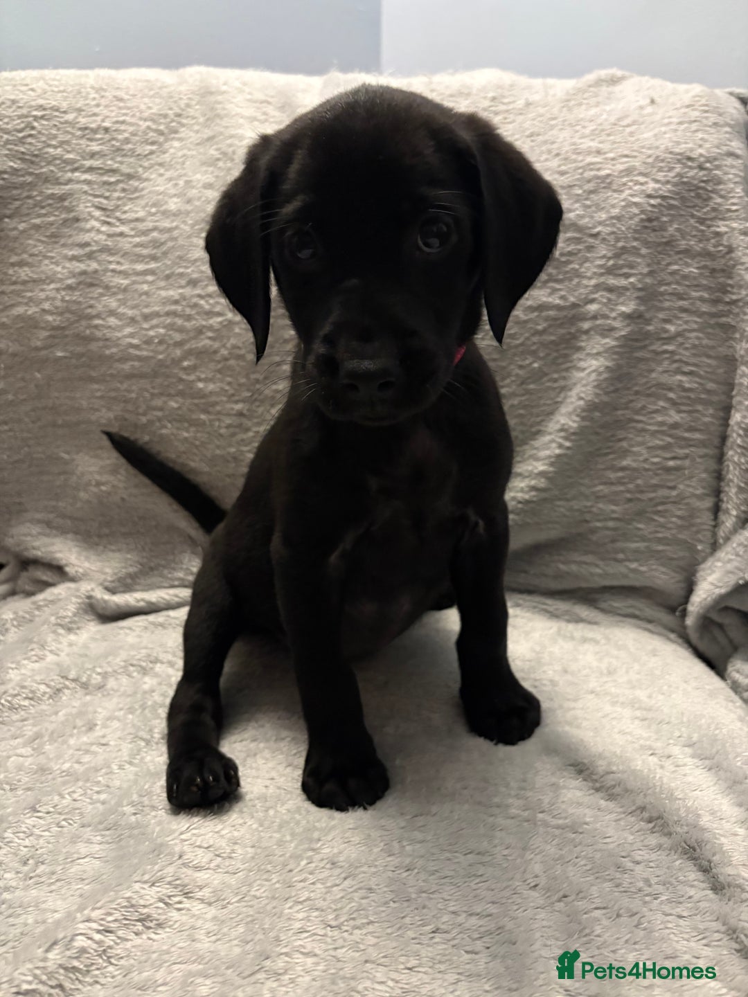 Labrador Retriever dogs for sale: Ready now beautiful Labrador retriever puppies - Image 27