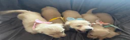 Miniature Dachshund dogs for sale: Cream Long Haired Pups KC - Advert 2
