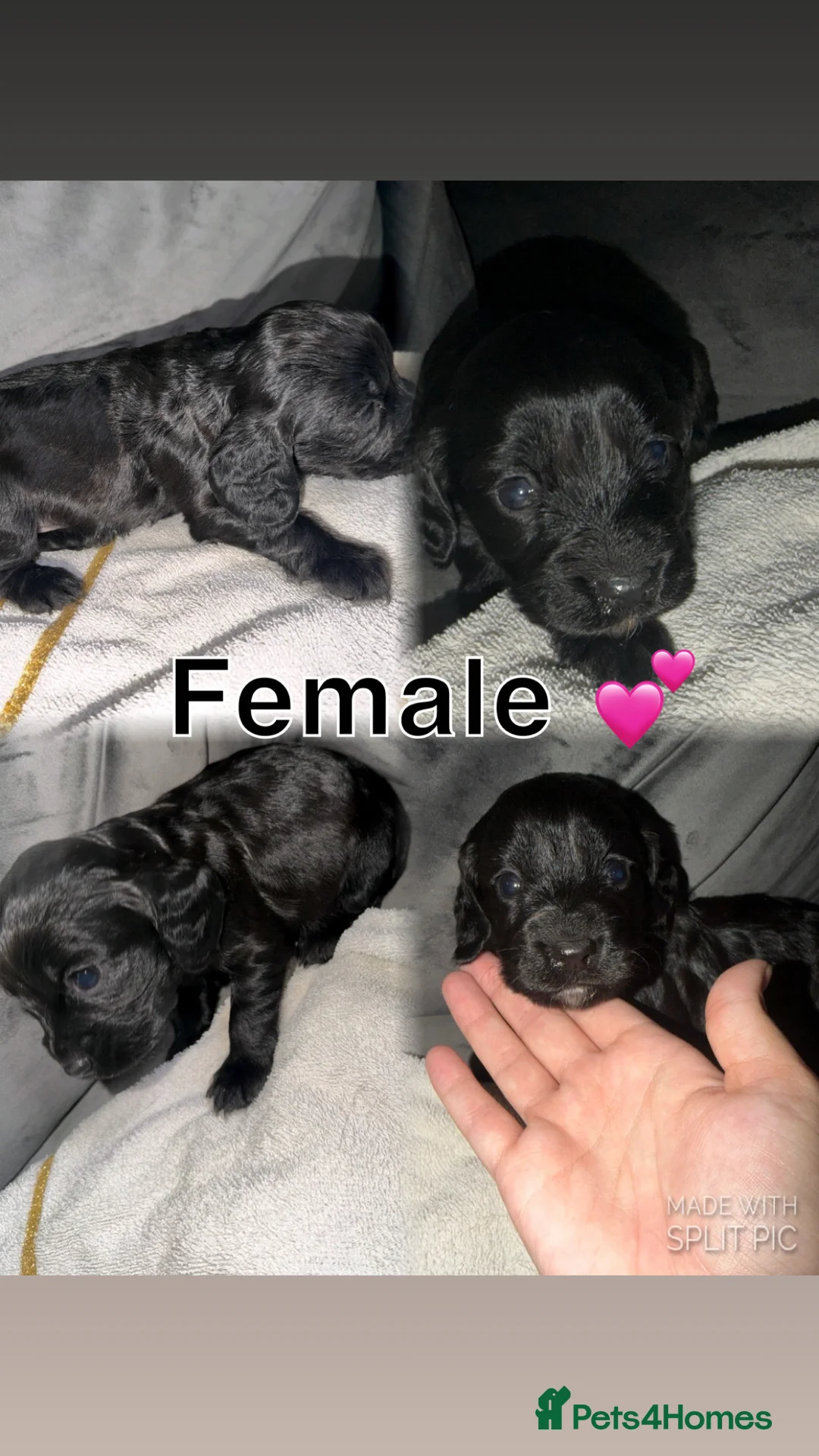 Cockapoo dogs for sale: Cockapoo puppies  in Salford - Advert 2