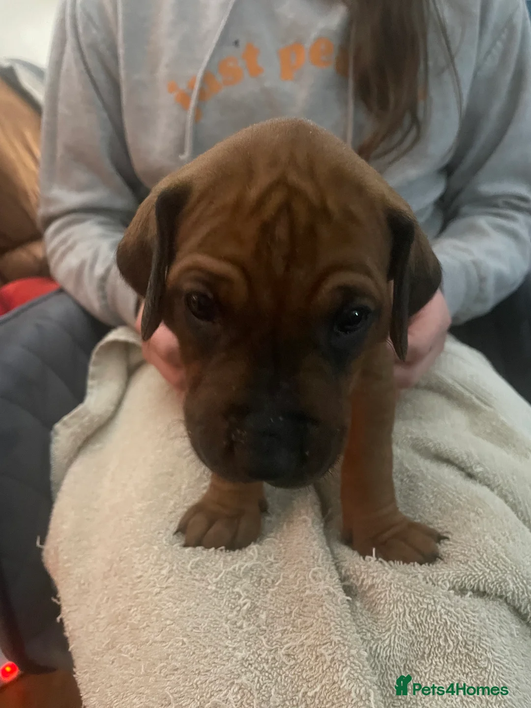 Rhodesian Ridgeback dogs for sale: Beautiful Rhodesian Ridgeback pups - Advert 13