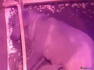 Labrador Retriever dogs Kc registered Labradors - Advert 1