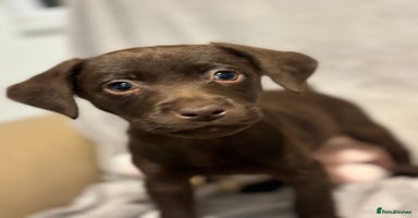 Labrador Retriever dogs - Advert 2