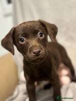 Labrador Retriever dogs - Advert 2