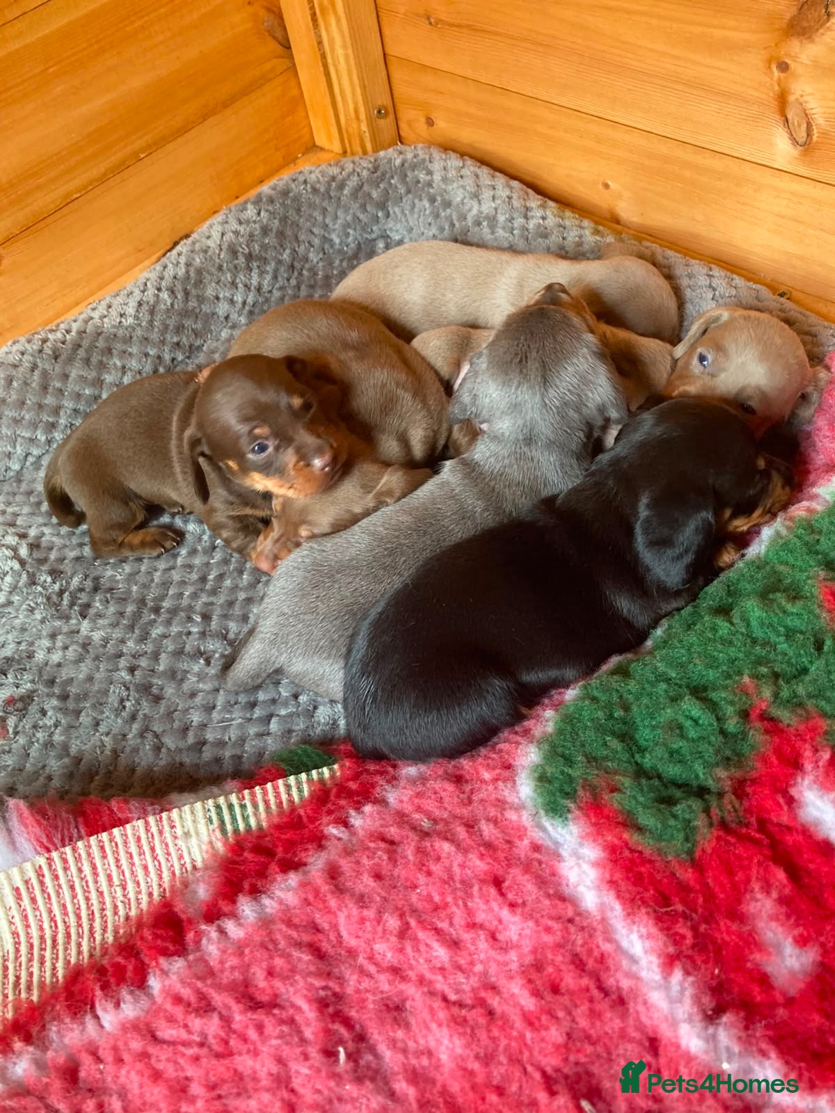 Dachshund dogs Mini Dachshund Puppy   - Advert 9