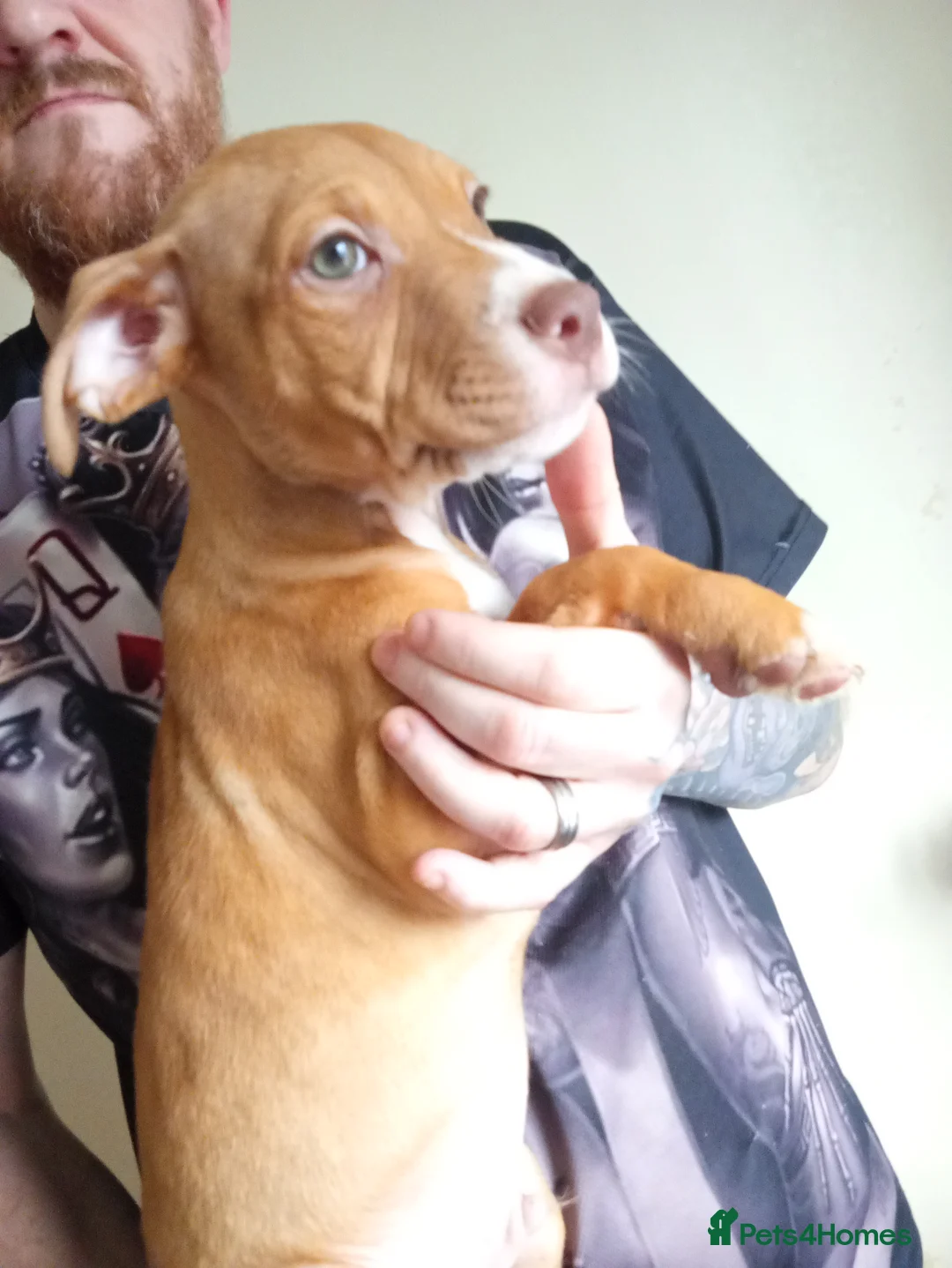 Mixed Breed dogs for sale: Puppys - Advert 10