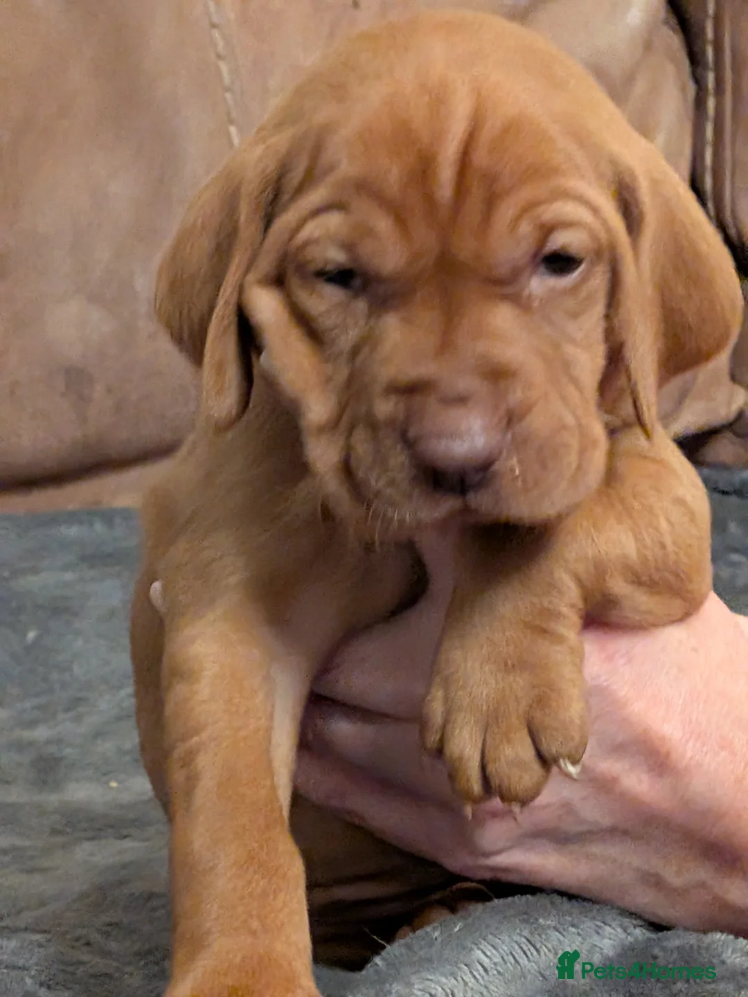 Hungarian Vizsla dogs for sale: Hungarian Vizla puppies  - Advert 2