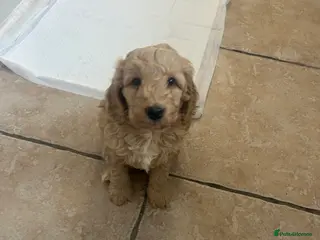 Cockapoo dogs Gorgeous cockapoo pup! - Advert 10
