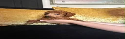 Miniature Poodle dogs for sale: Stunning Red Miniature Poodle Girl - Advert 25