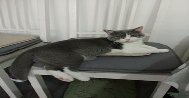 British Shorthair cats - Advert 10