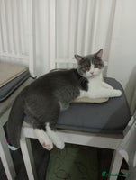 British Shorthair cats - Advert 2