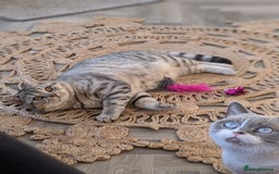 Scottish Fold cats for stud: BSH stud Derby  in Derby - Image 4
