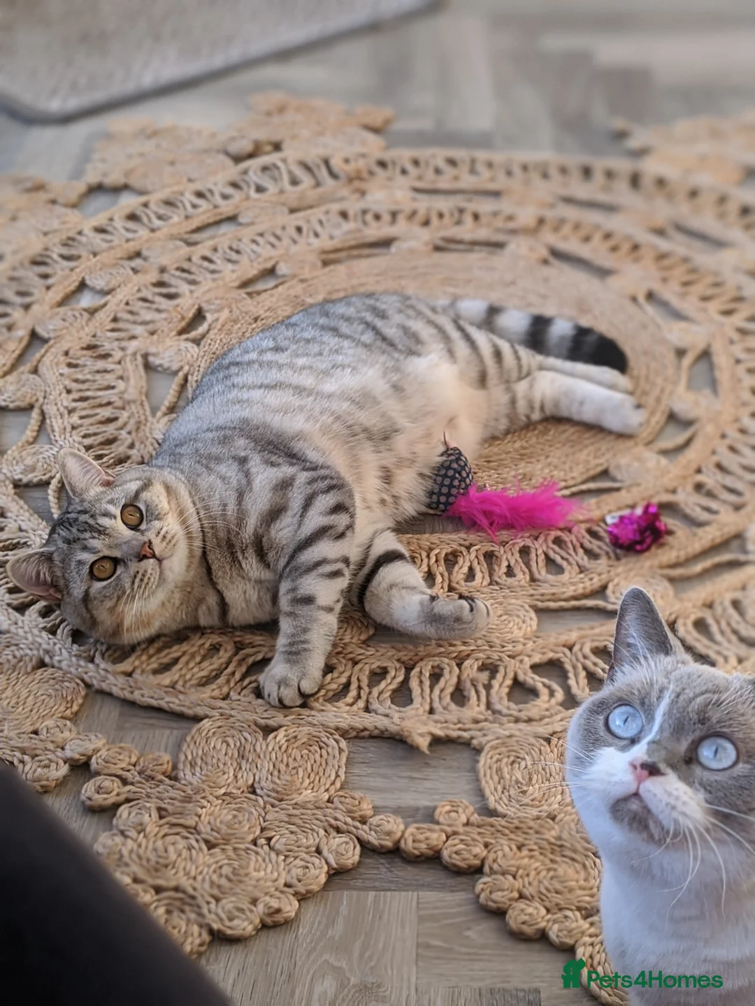 Scottish Fold cats for stud: BSH stud Derby  in Derby - Advert 4