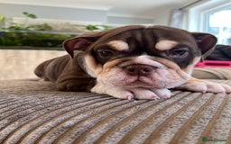 English Bulldog dogs for sale: One Beautiful Cuddly Girl Left 🏠💗 - Image 6