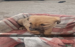 Mixed Breed dogs for sale: Lurcher  pups  - Image 4