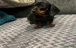Miniature Dachshund dogs for sale: Fully vaccinated and ready TO GO,kc reg pra clear in Warrington - Image 8